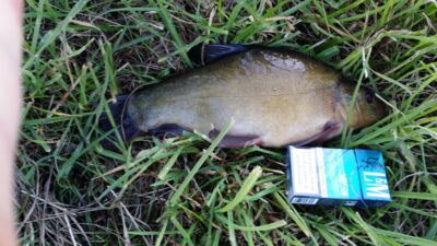 Tench, 1.0 kg — Pašerkšnės