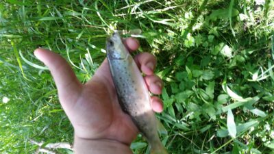 Brown Trout — Viešetė
