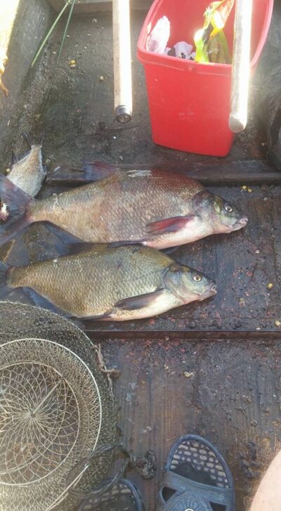 Carp bream, 2.9 kg