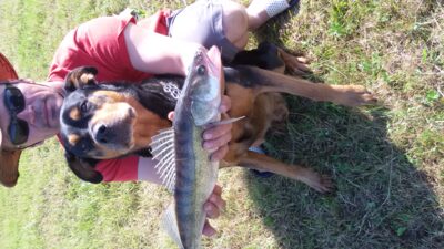 Pike perch, 1.4 kg — Neman River