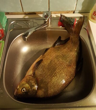 Carp bream, 3.1 kg — Tauragnas