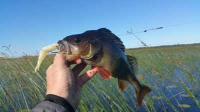 Eurasian perch, 0.7 kg — Papes ezers