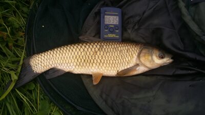 Grass carp, 0.6 kg