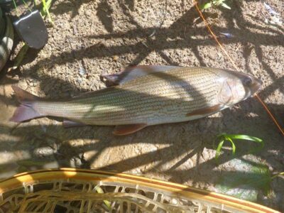 Grayling