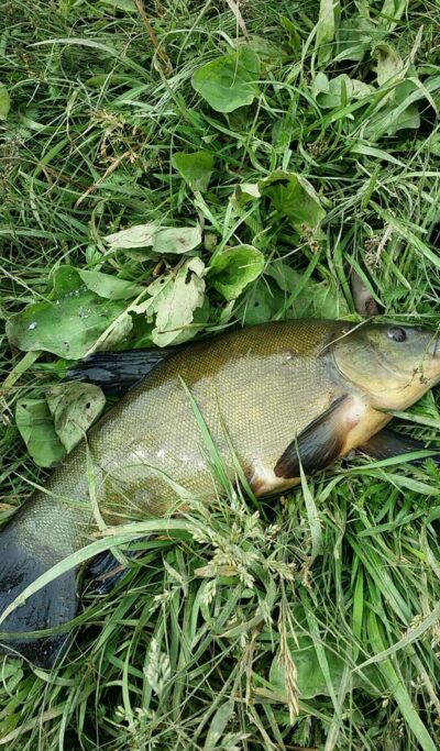 Tench, 0.8 kg — Pašerkšnės