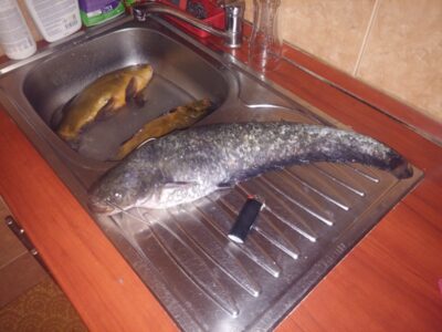 Wels catfish, 1.4 kg