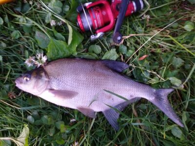 Carp bream