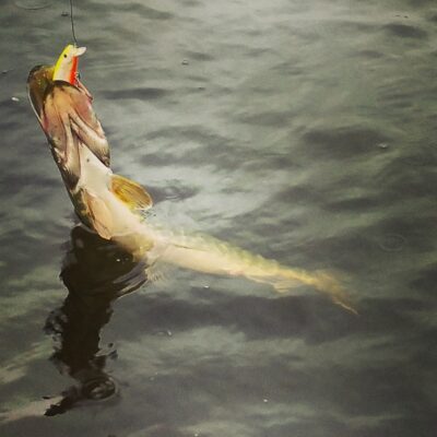 Northern Pike, 0.8 kg — Šventoji