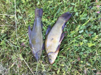 Tench