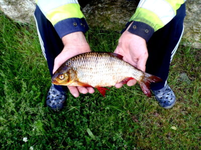 Roach, 0.7 kg — Träsksjön