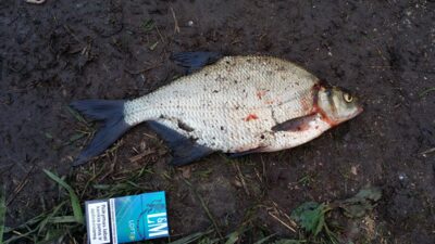 Carp bream, 1.0 kg — Pašerkšnės