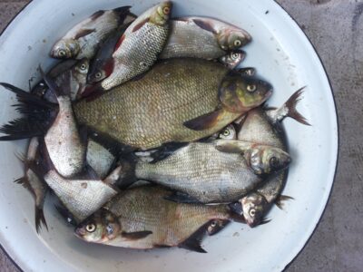 Carp bream, 9.0 kg