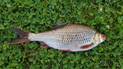 Roach, 0.3 kg — Pienios