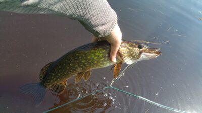 Northern Pike, 1.5 kg — Greičiūnų