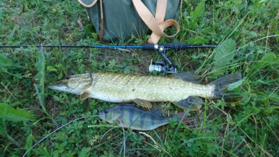 Northern Pike, 1.6 kg — Vievis