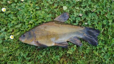 Tench, 0.5 kg — Pienios