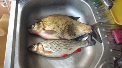 Carp bream, 1.6 kg