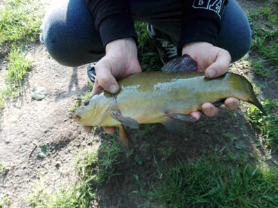 Tench, 1.0 kg — Laukžemių
