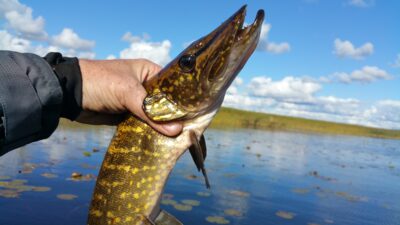Northern Pike, 1.2 kg — Papes ezers