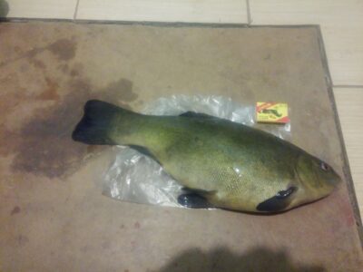 Tench, 1.6 kg — Telšių sodininkų bendrija