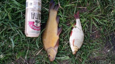 Tench — Pašerkšnės
