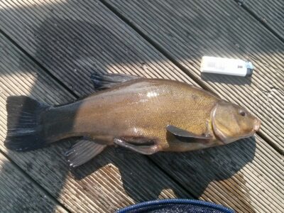 Tench — Trekanten