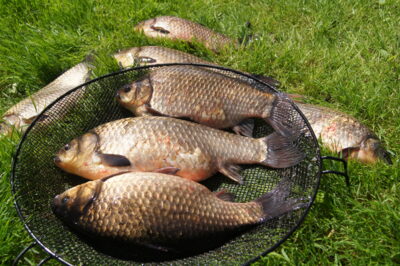 Crucian carp ×7 — Nevėžis