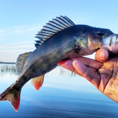 Eurasian perch, 0.3 kg — Papes ezers