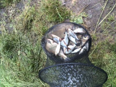 Carp bream ×3 — Raudondvario