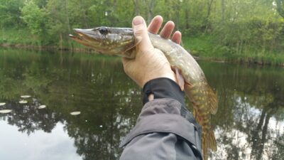 Northern Pike, 0.3 kg — Klaipėdos