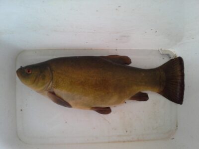 Tench — Pagryžuvio