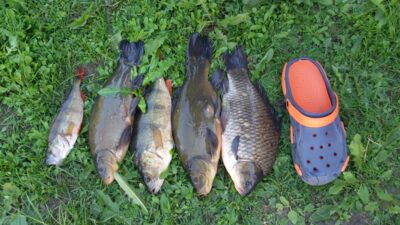 Tench, 4.1 kg