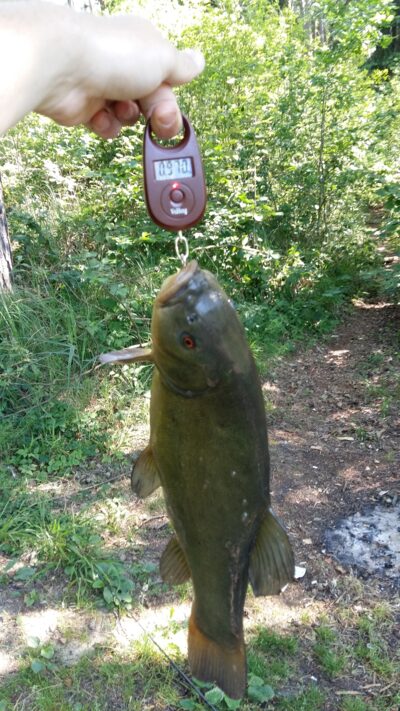 Tench, 1.0 kg — Spindžiukas