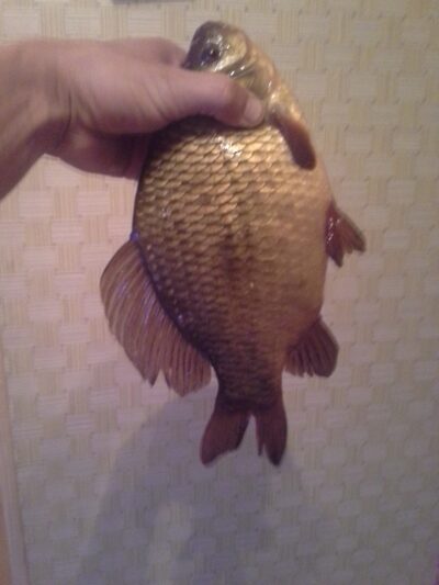 Prussian carp — Pagryžuvio