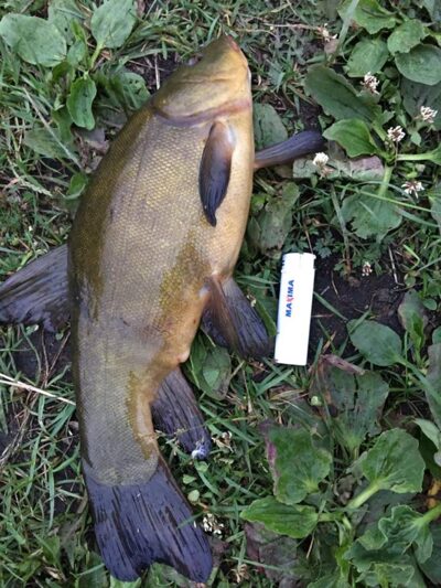 Tench, 1.2 kg