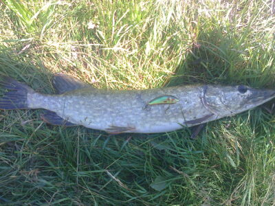 Northern Pike, 2.2 kg