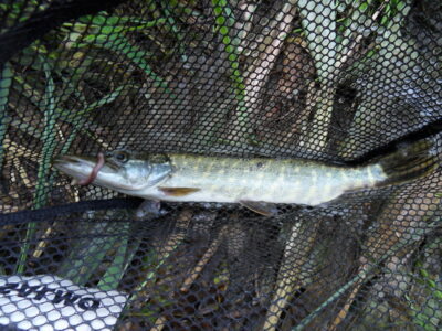 Northern Pike — Шешупе