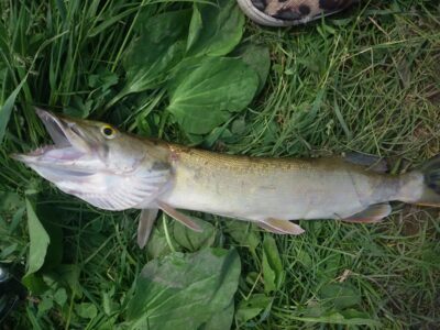 Northern Pike