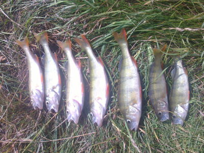 Eurasian perch ×29 — Kretuonas