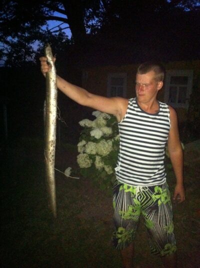 Conger eel, 3.1 kg — Ežerė