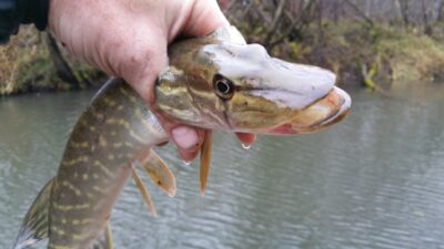 Northern Pike, 0.5 kg — Šventoji