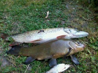 Tench, 3.1 kg