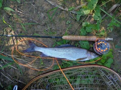 Grayling