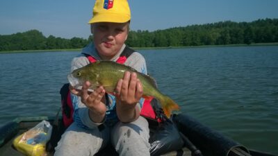 Eurasian perch, 0.5 kg — Pakasas