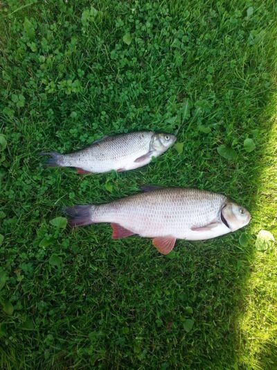 Ide, 1.4 kg — Neman River