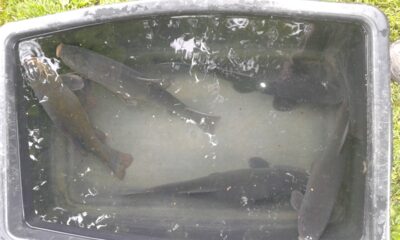 Tench ×5