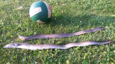 European eel, 1.5 kg — Galuonis