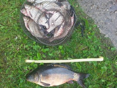 Carp — Karvys