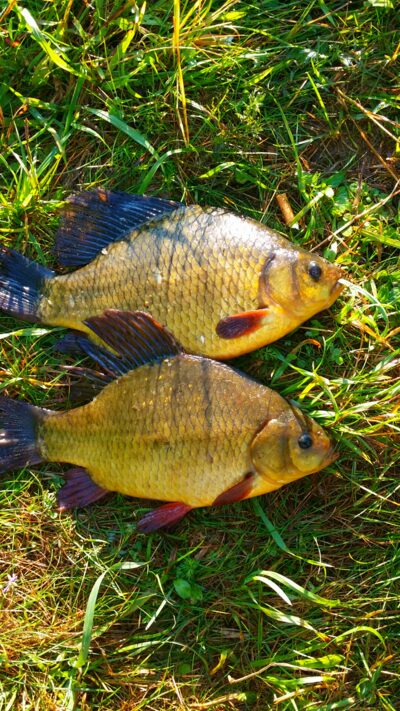 Crucian carp ×2