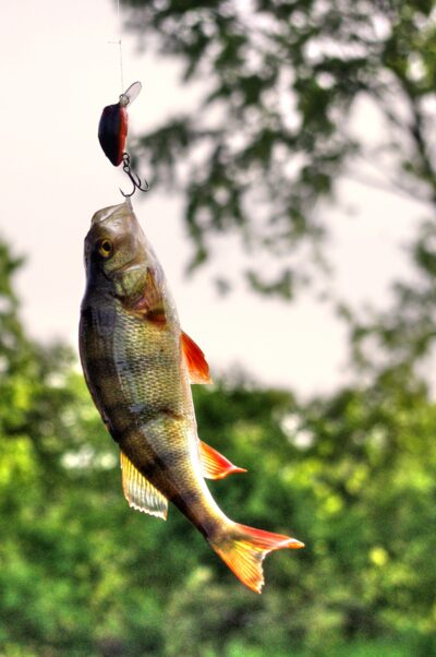 Eurasian perch, 0.3 kg — Danė